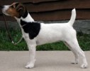 Brockwood Caper