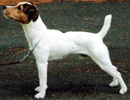 Windever Cody